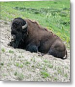 Bison On A Meadow Metal Print