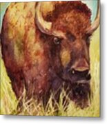 Bison Or Buffalo Metal Print