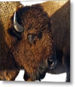 Bison Metal Print