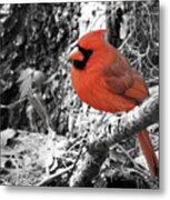 Black And White And Red Metal Print