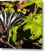 Black And White Butterfly Metal Print