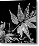 Black And White On The Forest Floor Metal Print