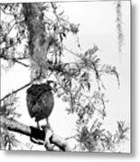 Black And White Osprey With A Fish Metal Print