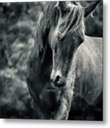 Black And White Portrait Of Horse Metal Print