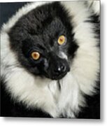 Black And White Ruffed Lemur Portrait Metal Print