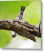 Black-and-white Warbler 2016 11 Metal Print