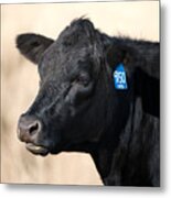 Black Angus Cow Metal Print