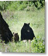 Black Bear And Cub Metal Print
