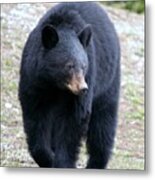 Black Bear At Banff National Park Metal Print