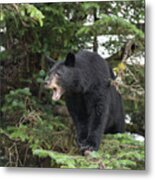 Black Bear Yawn Metal Print