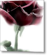 Black Beauty Red Rose Flower Metal Print