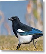 Black-billed Magpie Metal Print