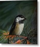 Black-capped Chicadee Metal Print