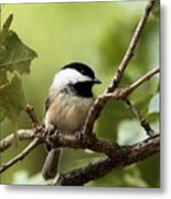 Black Capped Chickadee On Branch Metal Print