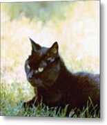 Black Cat In The Sun Metal Print