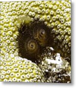 Black Christmas Tree Worm Metal Print