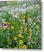 Black Eyed Susans And Company Metal Print