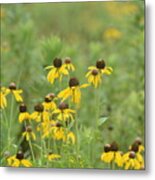 Black-eyed Susans Metal Print