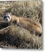 Black-footed Ferret On The Prowl Metal Print