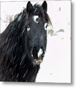 Black Horse Staring In The Snow Metal Print