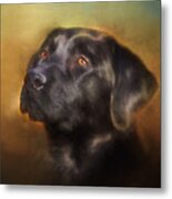 Black Lab Portrait 2 Metal Print