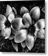 Black Magnolias Metal Print