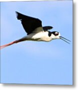 Black Necked Stilt Metal Print