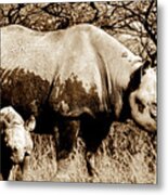 Black Rhino And Youngster Metal Print