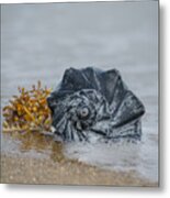 Black Shell Metal Print