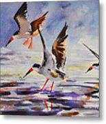 Black Skimmers 2-18-16 Metal Print