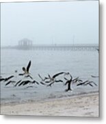 Black Skimmers - Biloxi Mississippi Metal Print