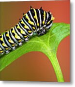 Black Swallowtail Butterfly Caterpillar Metal Print
