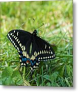 Black Swallowtail Butterfly Metal Print