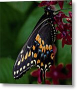 Black Swallowtail Butterfly Metal Print