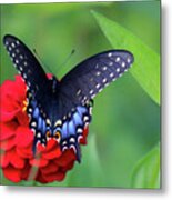 Black Swallowtail Butterfly On Red Zinnia Metal Print
