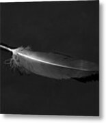 Black Vulture's Feather Floating On Water Metal Print