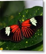 Black White And Red Butterfly Metal Print