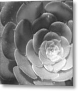 Blackand White Cabbage Cactus Metal Print