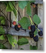 Blackberries Metal Print