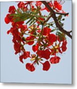 Bloem Metal Print