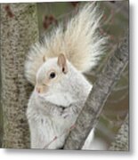 Blond Squirrel Metal Print