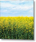 Blooming Canola - Photography Metal Print
