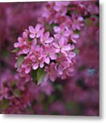 Blooming Pink Fantasy Metal Print