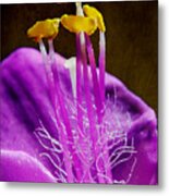 Blooming Purple Heart Metal Print