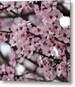 Blossoming Delight Metal Print