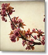 Blossoming Sakura Metal Print
