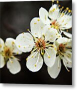 Blossoms Of Spring Metal Print