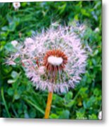 Blown Dandelion Metal Print