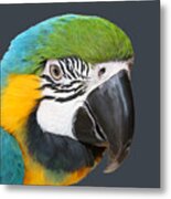 Blue And Gold Macaw Digital Freehand Painting Metal Print
