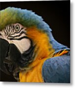 Blue And Gold Macaw Metal Print